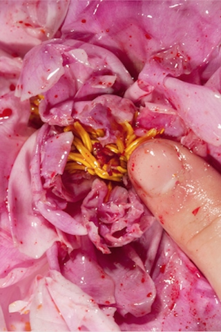 Vanessa Beecroft – Polaroids 1993.2016